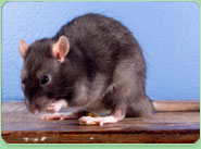 rat control Kings Lynn